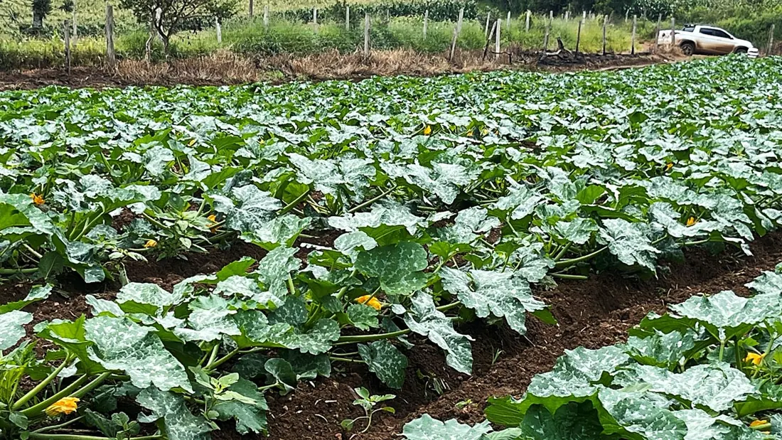 Lavoura de abobrinha em campo aberto