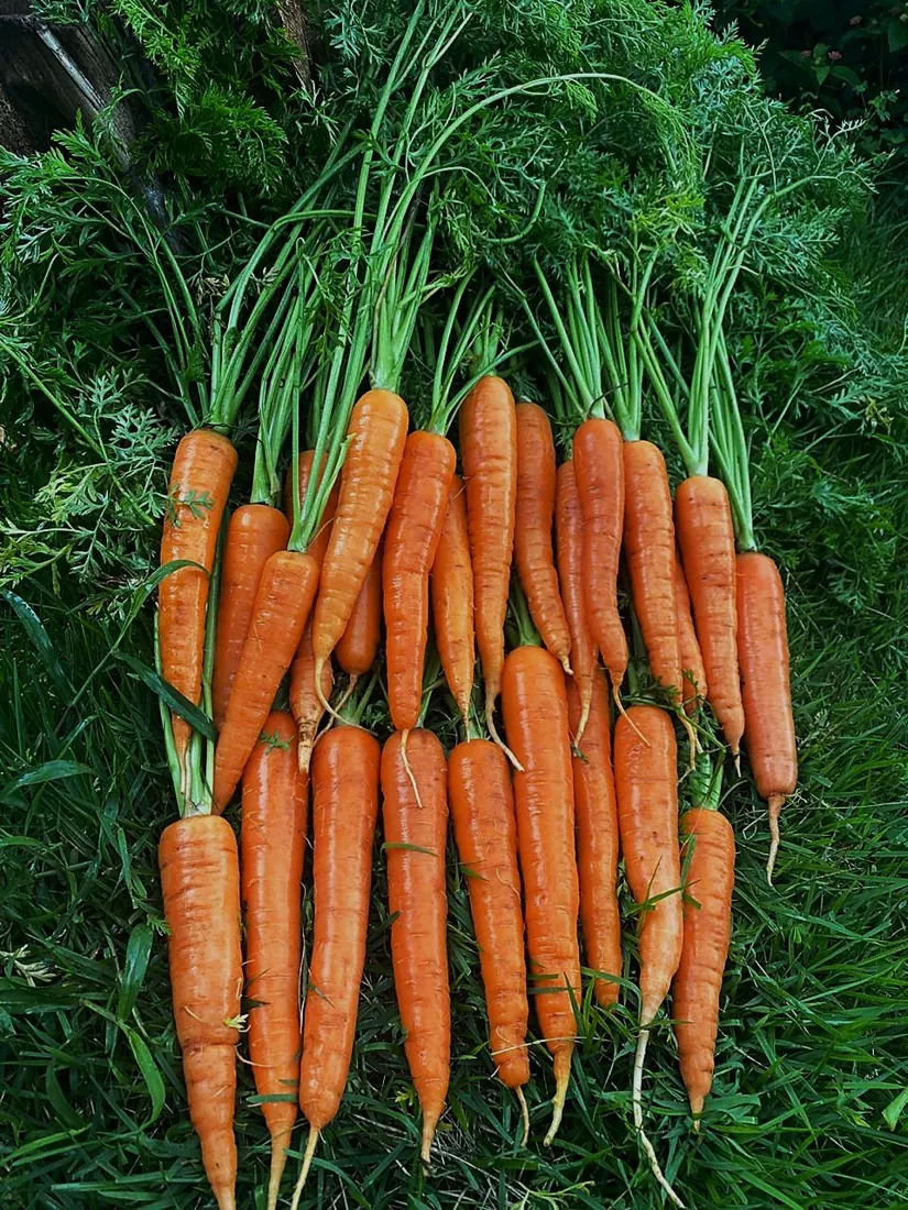 Cenouras colhidas, em molho