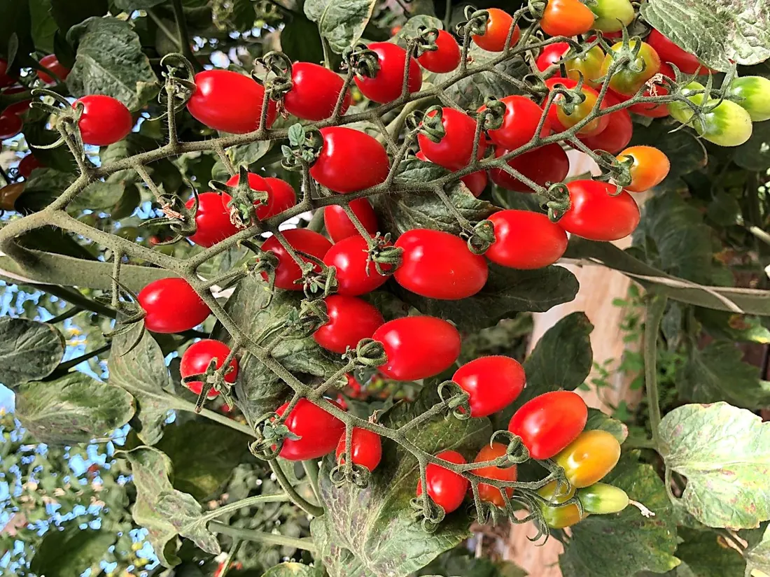 Cachos de tomate grape vermelhos na planta