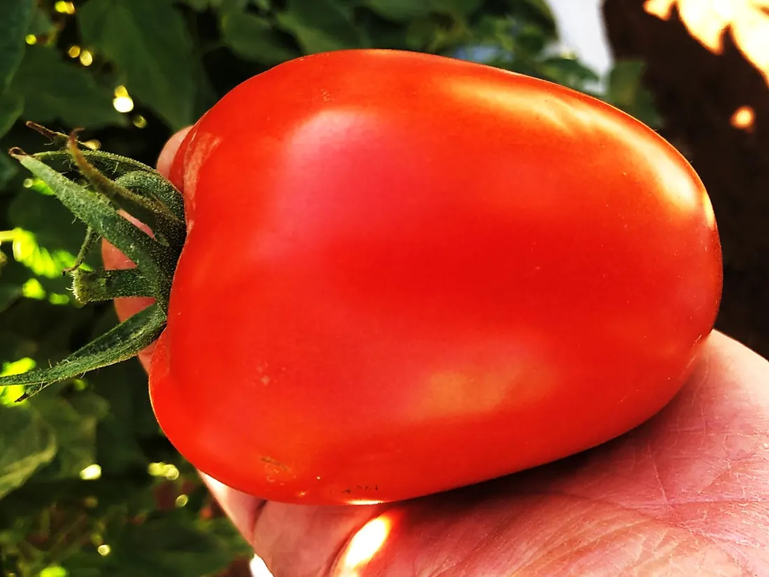 Tomate tipo italiano maduro na planta
